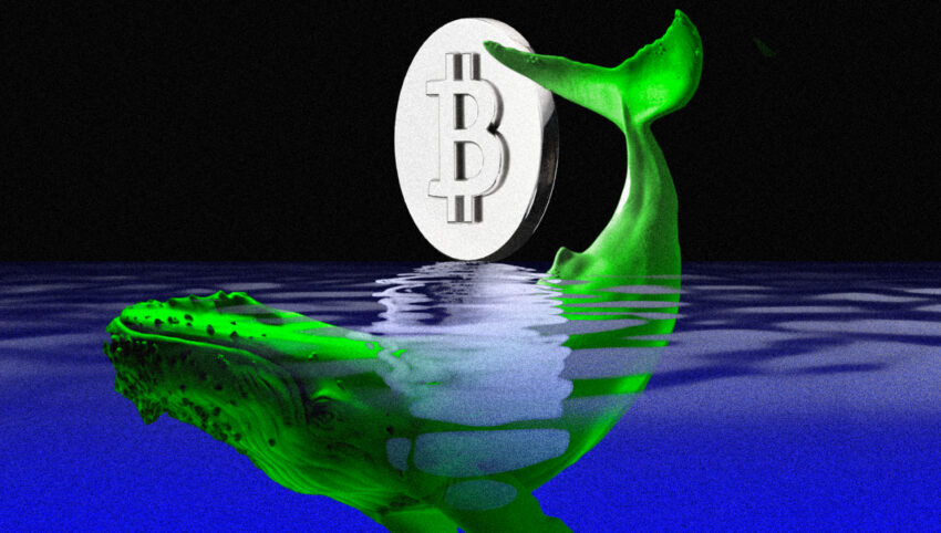 Terjadi Euforia, Whale Bitcoin Borong 71 Ribu BTC dalam 3 Minggu Terakhir